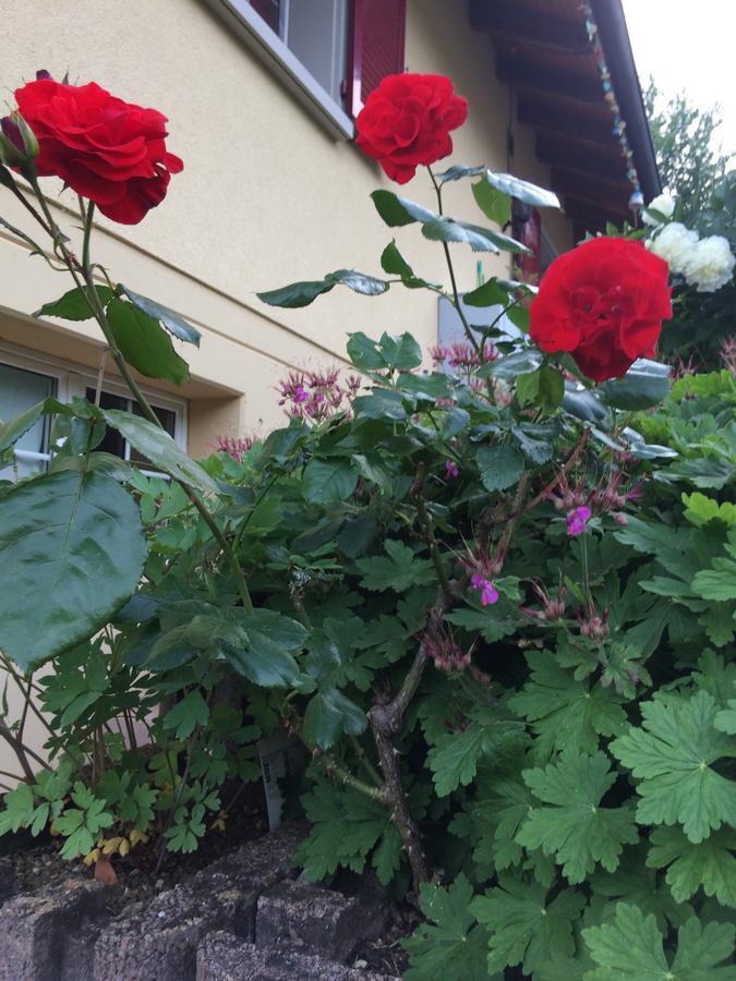 Bed and Breakfast Mona'S Sleep & Go Buren  Exterior foto